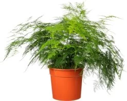 Sierasperge (Asparagus Setaceus) D 27 H 70 Cm