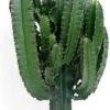 Cowboycactus (Euphorbia Erytrea) D 24 H 115 Cm