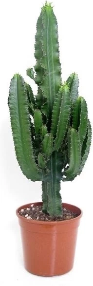 Cowboycactus (Euphorbia Erytrea) D 24 H 115 Cm