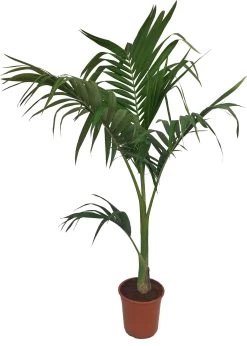 Australische Koningspalm (Archontophoenix Alexandrae) D 30 H 140 Cm