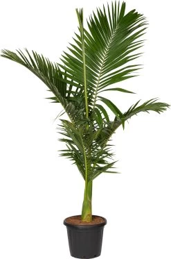 Australische Koningspalm (Archontophoenix Alexandrae) D 35 H 180 Cm