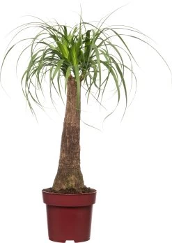 Olifantenpoot (Beaucarnea 'recurvata) D 17 H 50 Cm