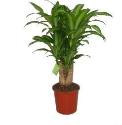 Drakenbloedboom (Dracaena Fragrans 'Massangeana') D 30 H 90 Cm