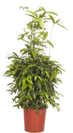 Drakenbloedboom (Dracaena Surculosa) D 27 H 120 Cm