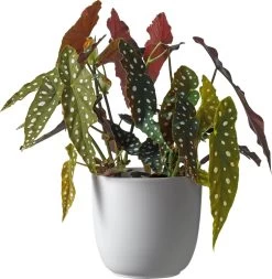 Stippenbegonia (Begonia Maculata) D 17 H 40 Cm