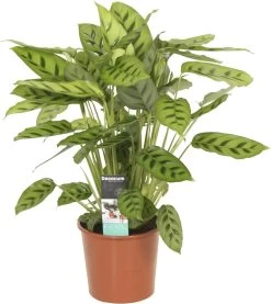 Calathea (Calathea Leopardina) D 17 H 60 Cm