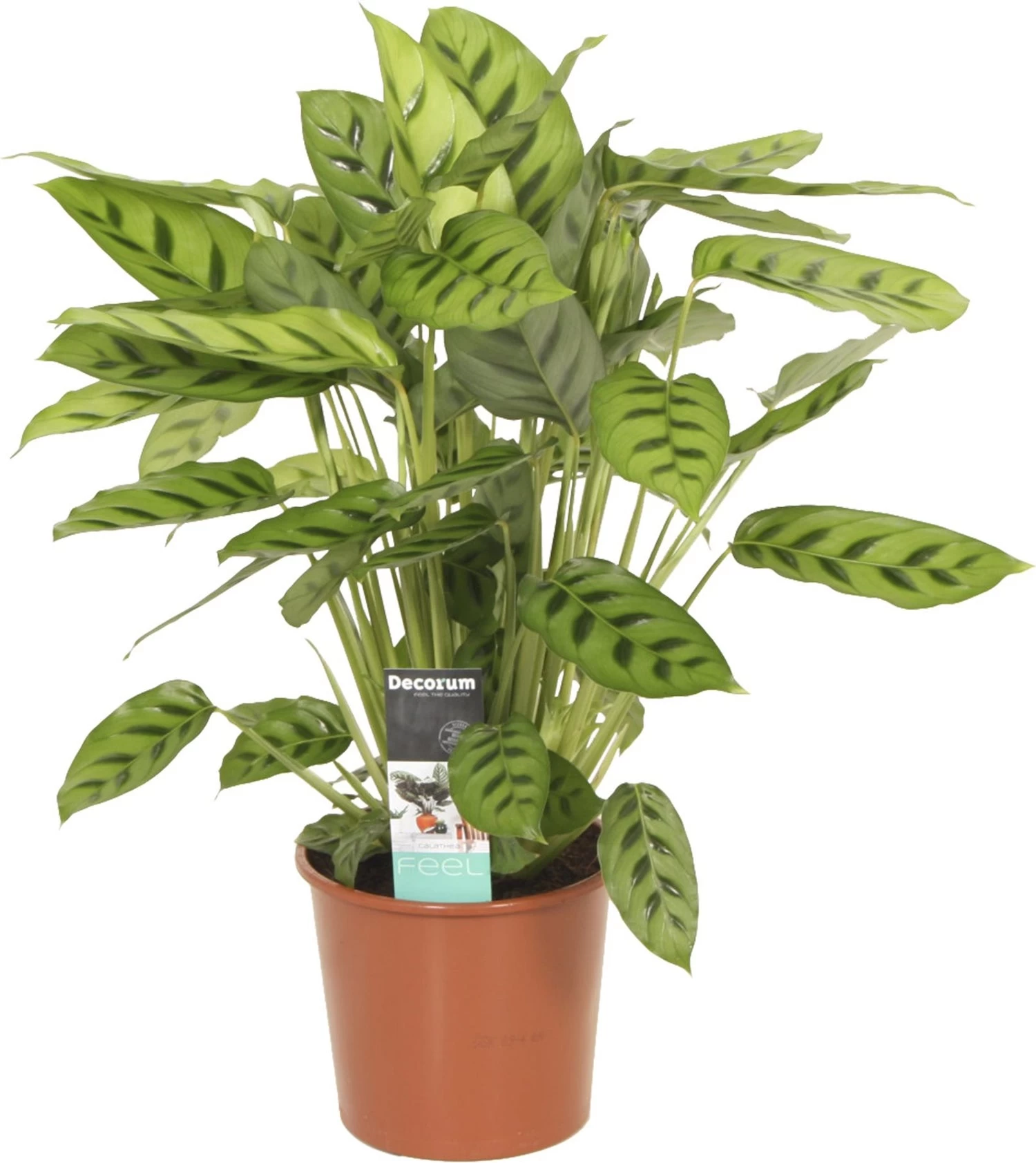 Calathea (Calathea Leopardina) D 17 H 60 Cm 1 Calathea (Calathea Leopardina) D 17 H 60 Cm