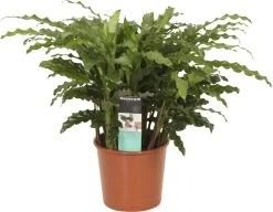 Calathea (Calathea Rufibarba 'Bluegrass') D 17 H 50 Cm