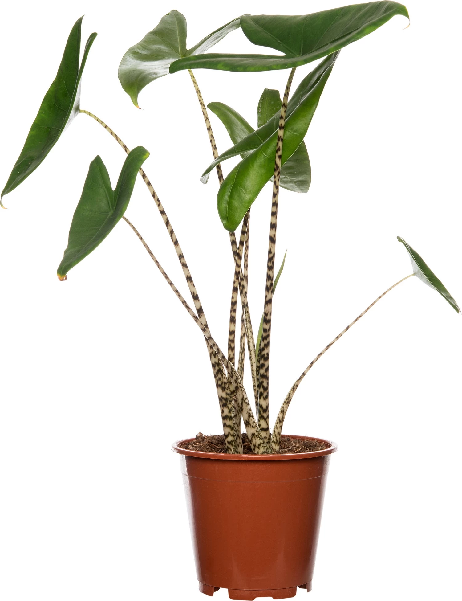 Olifantsoor (Alocasia Zebrina) D 19 H 75 Cm 1 Olifantsoor (Alocasia Zebrina) D 19 H 75 Cm