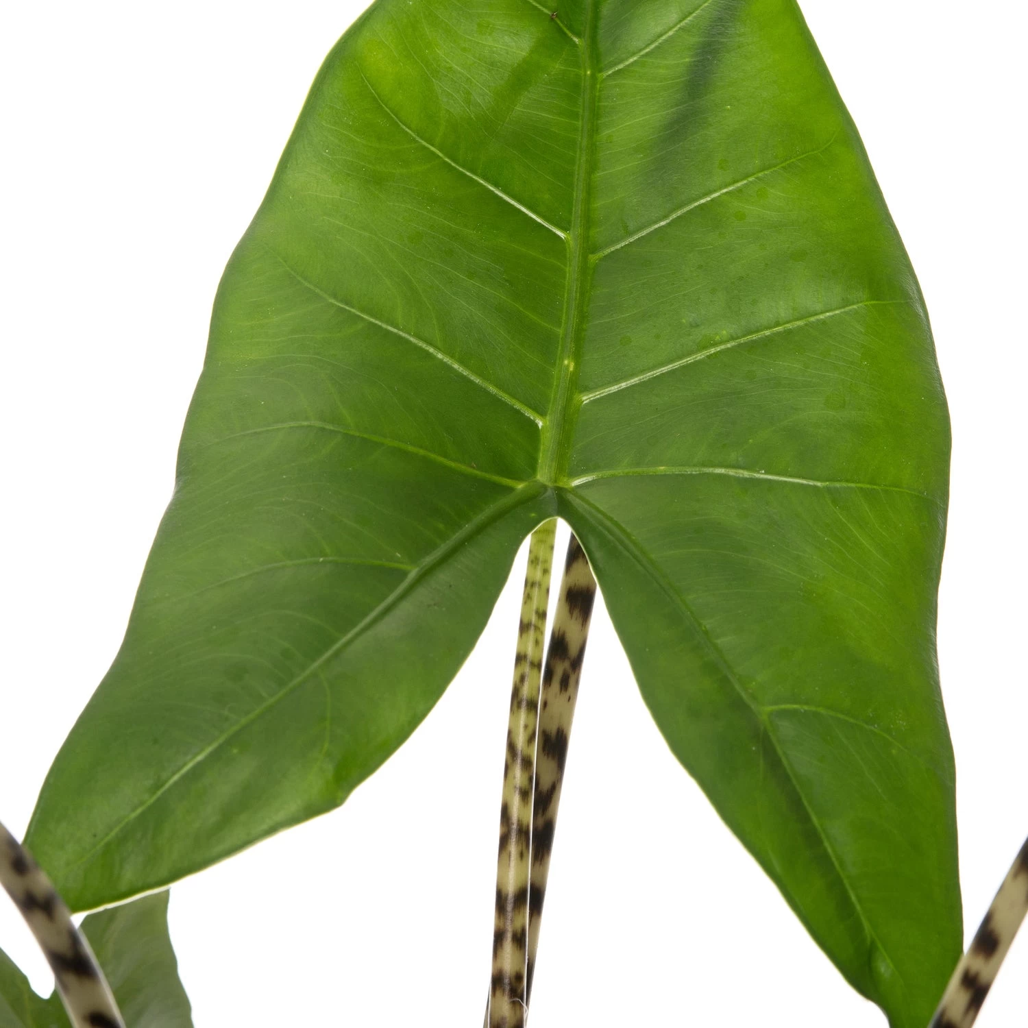 Olifantsoor (Alocasia Zebrina) D 19 H 75 Cm 2 Olifantsoor (Alocasia Zebrina) D 19 H 75 Cm - Afbeelding 2