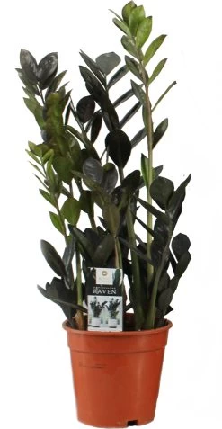 Zwarte Zamioculcas (Zamioculcas 'Raven') D 17 H 65 Cm