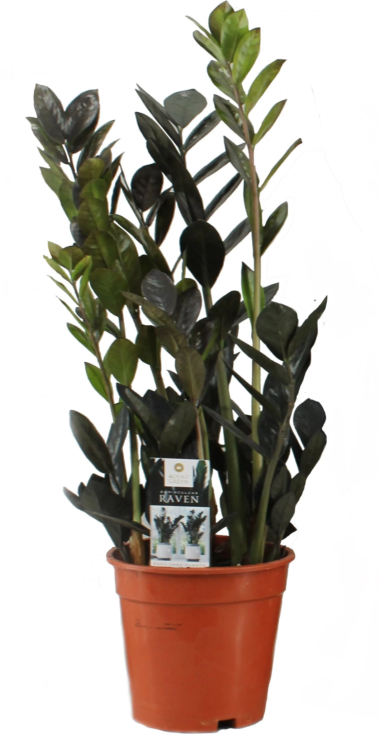 Zwarte Zamioculcas (Zamioculcas 'Raven') D 17 H 65 Cm 1 Zwarte Zamioculcas (Zamioculcas 'Raven') D 17 H 65 Cm