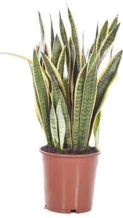 Vrouwentong (Sansevieria Trifasciata 'Laurentii') D 25 H 80 Cm