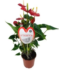 Flamingoplant (Anthurium Andreanum 'Burning Love') D 21 H 75 Cm