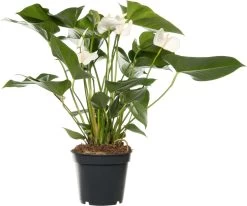 Flamingoplant (Anthurium Andreanum 'White Winner') D 17 H 55 Cm