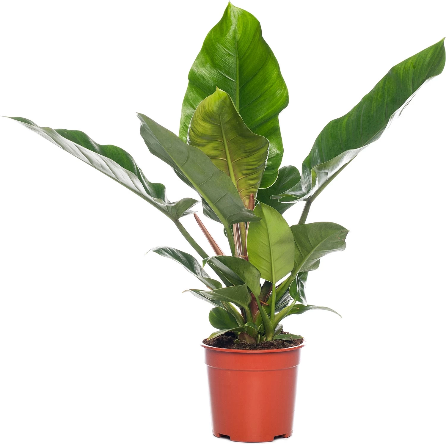 Philodendron (Philodendron 'Imperial Green'.) D 27 H 75 Cm 1 Philodendron (Philodendron 'Imperial Green'.) D 27 H 75 Cm