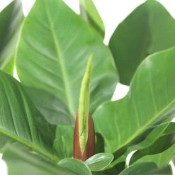 Philodendron (Philodendron 'Imperial Green'.) D 27 H 75 Cm 5 Philodendron (Philodendron 'Imperial Green'.) D 27 H 75 Cm -Kortingswinkel Voor Kamerplanten 8717263468172 2