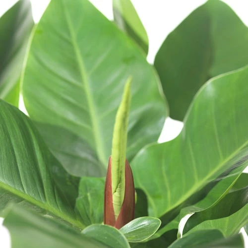 Philodendron (Philodendron 'Imperial Green'.) D 27 H 75 Cm 3 Philodendron (Philodendron 'Imperial Green'.) D 27 H 75 Cm - Afbeelding 3