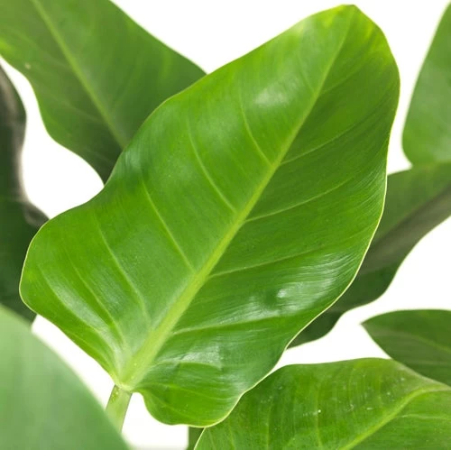 Philodendron (Philodendron 'Imperial Green'.) D 27 H 75 Cm 2 Philodendron (Philodendron 'Imperial Green'.) D 27 H 75 Cm - Afbeelding 2