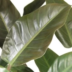 Philodendron (Philodendron 'Imperial Red') D 27 H 75 Cm