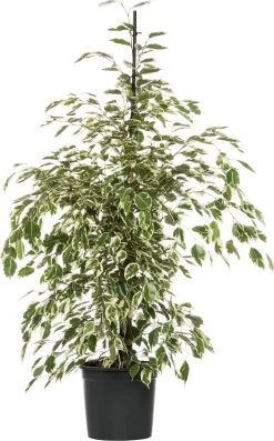 Treurvijg (Ficus Benjamina 'Twilight') D 21 H 100 Cm