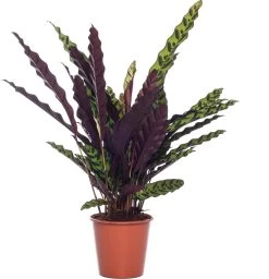 Calathea (Calathea Lancifolia 'Insigne') D 17 H 70 Cm