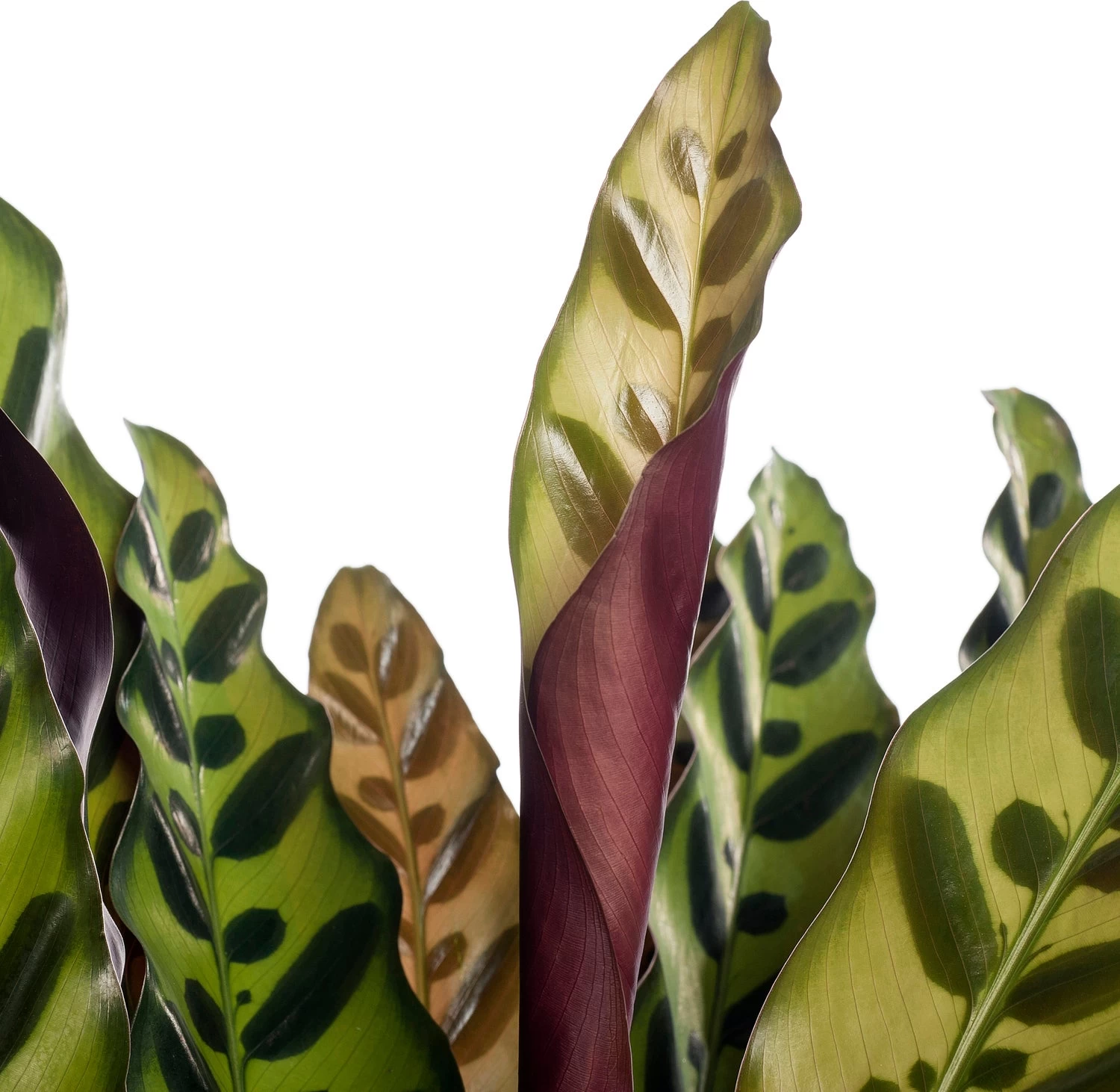 Calathea (Calathea Lancifolia 'Insigne') D 17 H 70 Cm 2 Calathea (Calathea Lancifolia 'Insigne') D 17 H 70 Cm - Afbeelding 2