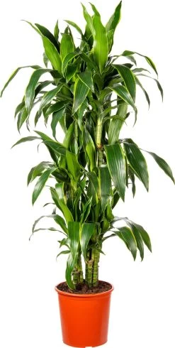 Drakenbloedboom (Dracaena Fragrans (D) 'Art') D 27 H 140 Cm