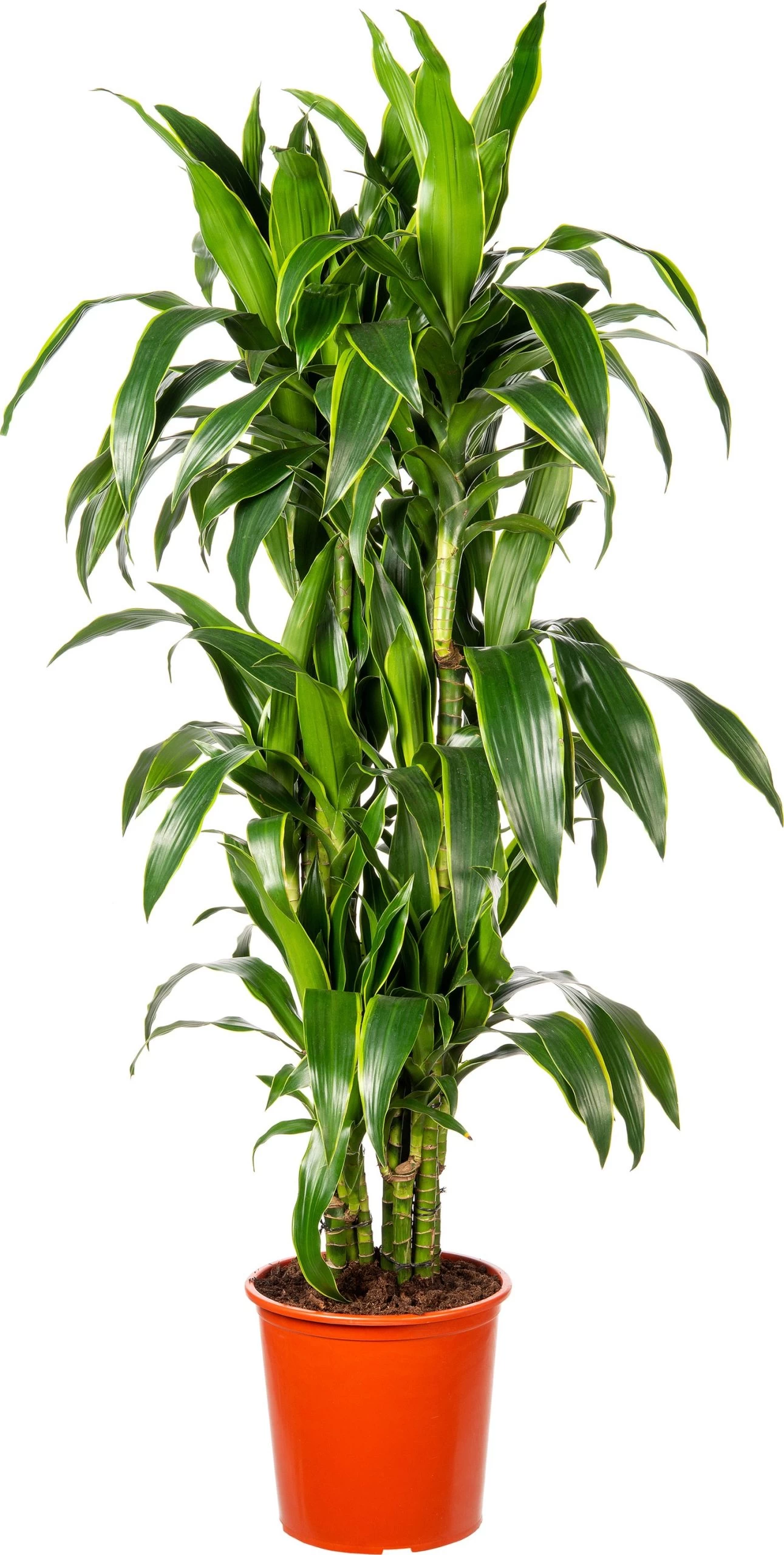 Drakenbloedboom (Dracaena Fragrans (D) 'Art') D 27 H 140 Cm 1 Drakenbloedboom (Dracaena Fragrans (D) 'Art') D 27 H 140 Cm