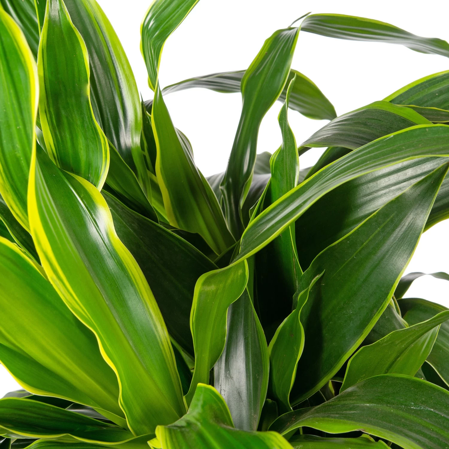 Drakenbloedboom (Dracaena Fragrans (D) 'Art') D 27 H 140 Cm 2 Drakenbloedboom (Dracaena Fragrans (D) 'Art') D 27 H 140 Cm - Afbeelding 2