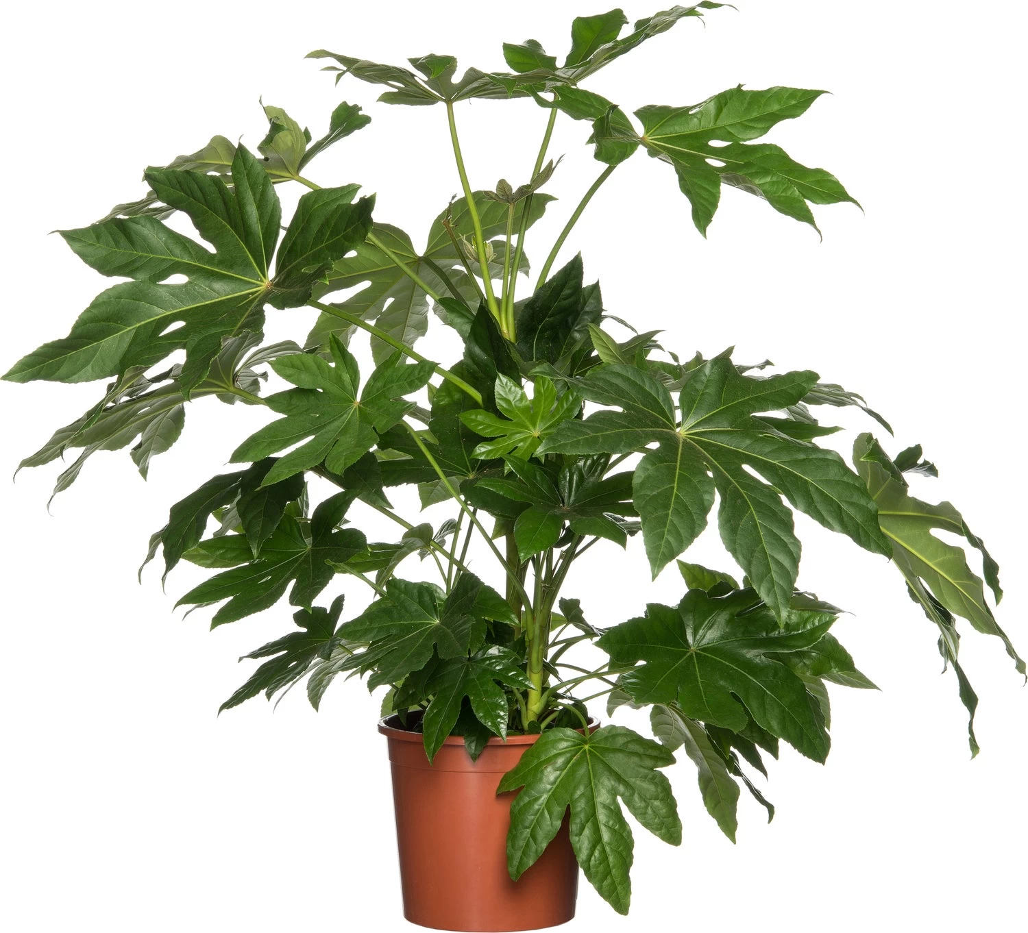 Vingerplant (Fatsia Japonica) D 24 H 90 Cm 1 Vingerplant (Fatsia Japonica) D 24 H 90 Cm