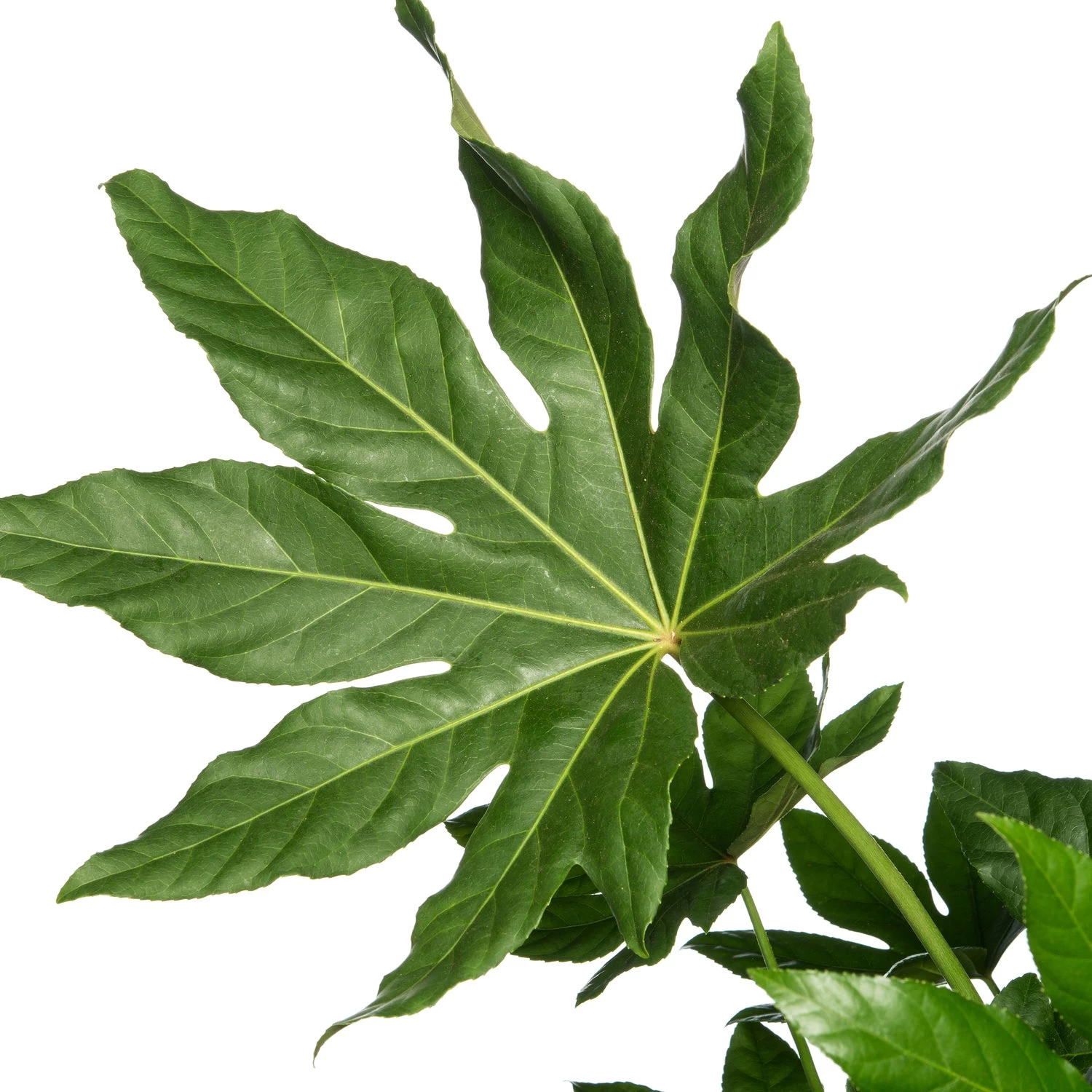 Vingerplant (Fatsia Japonica) D 24 H 90 Cm 2 Vingerplant (Fatsia Japonica) D 24 H 90 Cm - Afbeelding 2