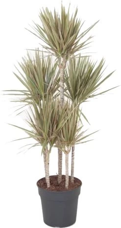 Drakenbloedboom (Dracaena Marginata 'Bicolor') D 31 H 150 Cm