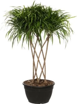 Drakenbloedboom (Dracaena 'Anita Variegata') D 30 H 100 Cm