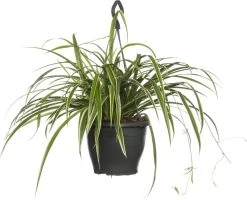 Graslelie (Chlorophytum Comosum 'Variegatum') D 19 H 45 Cm