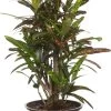 Croton (Codiaeum Variegatum 'Mrs Iceton') D 17 H 55 Cm