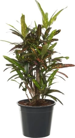 Croton (Codiaeum Variegatum 'Mrs Iceton') D 17 H 55 Cm