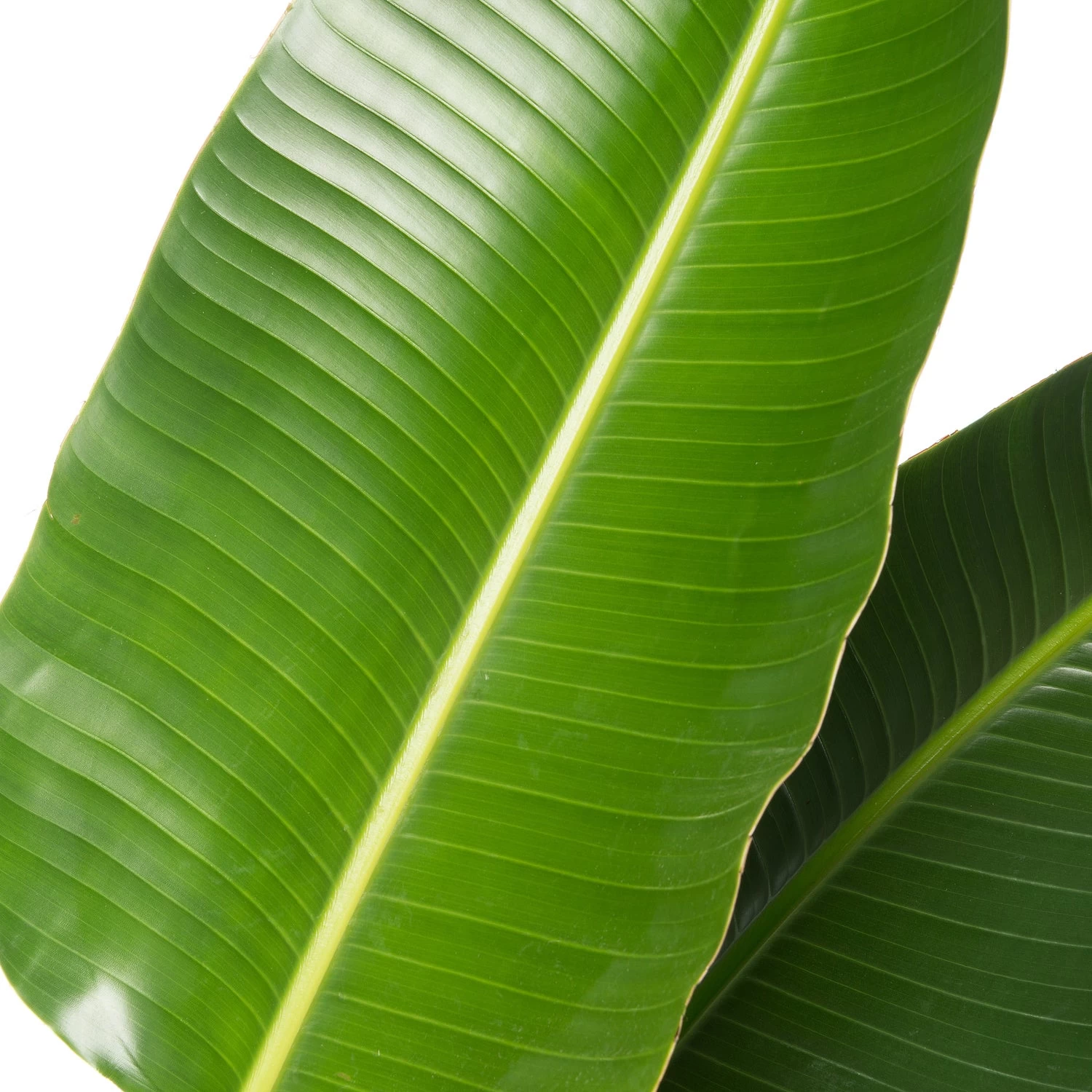 Paradijsvogelplant (Strelitzia Nicolai) D 40 H 170 Cm 2 Paradijsvogelplant (Strelitzia Nicolai) D 40 H 170 Cm - Afbeelding 2