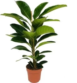 Banyanvijg (Ficus benghalensis 'Roy') D 21 H 105 Cm