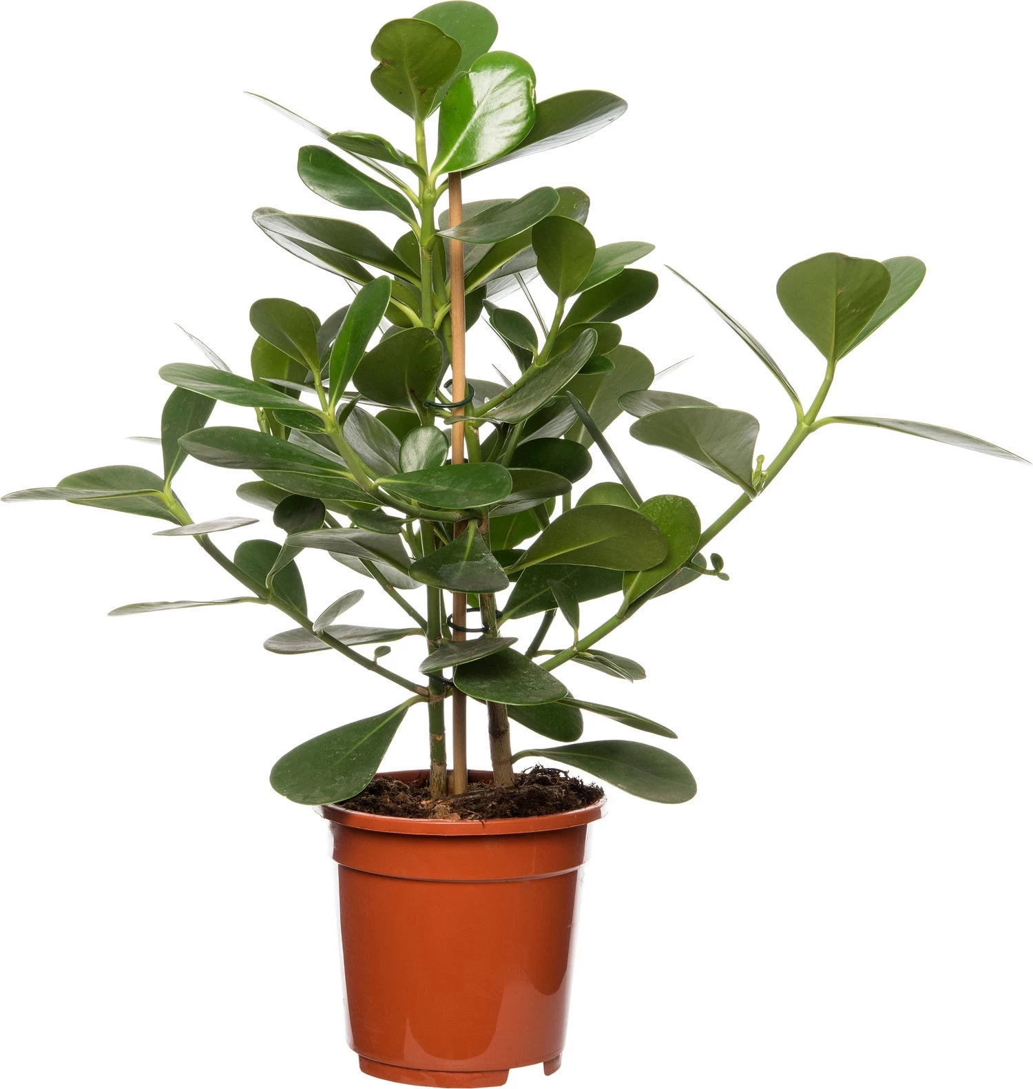 Clusia (Clusia Rosea 'Green Magic') D 17 H 55 Cm 1 Clusia (Clusia Rosea 'Green Magic') D 17 H 55 Cm