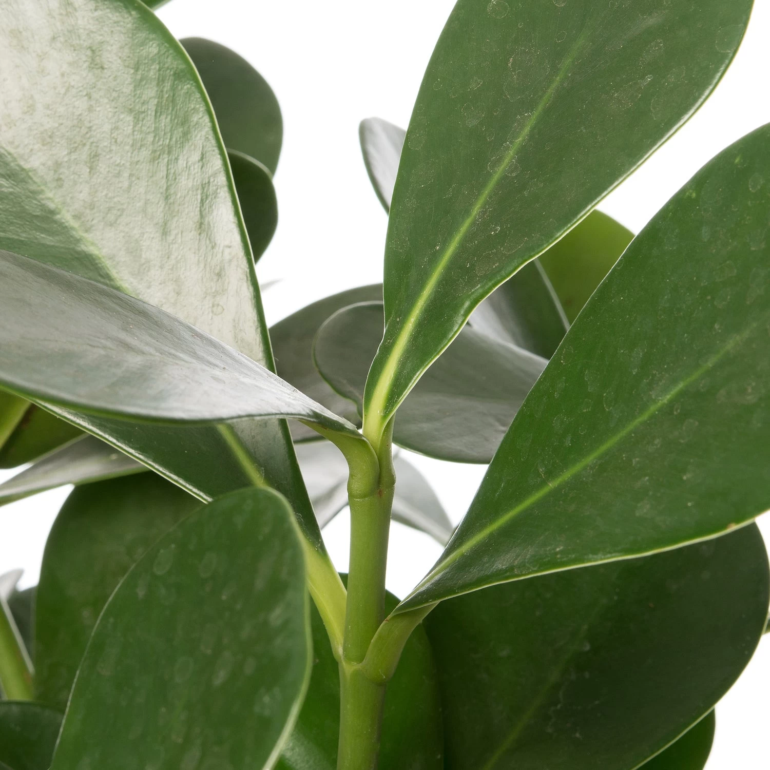 Clusia (Clusia Rosea 'Green Magic') D 17 H 55 Cm 2 Clusia (Clusia Rosea 'Green Magic') D 17 H 55 Cm - Afbeelding 2