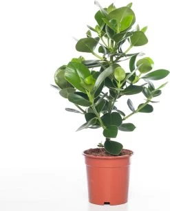 Clusia (Clusia Rosea 'Green Magic') D 27 H 100 Cm