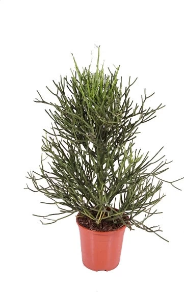 Potloodplant (Euphorbia Tirucalli) D 24 H 100 Cm 1 Potloodplant (Euphorbia Tirucalli) D 24 H 100 Cm