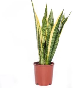 Vrouwentong (Sansevieria Trifasciata 'Laurentii') D 21 H 70 Cm