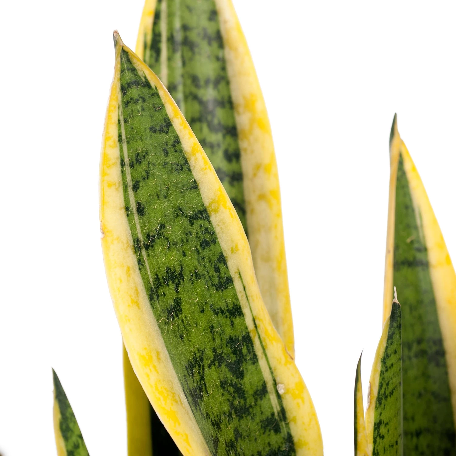 Vrouwentong (Sansevieria Trifasciata 'Laurentii') D 21 H 70 Cm 2 Vrouwentong (Sansevieria Trifasciata 'Laurentii') D 21 H 70 Cm - Afbeelding 2
