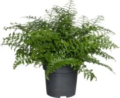 Moedervaren (Asplenium 'Parvati') D 22 H 50 Cm
