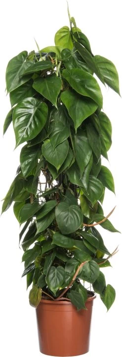 Philodendron (Philodendron Scandens) D 24 H 120 Cm