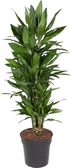 Drakenbloedboom (Dracaena Fragrans 'Janet Lind') D 27 H 110 Cm