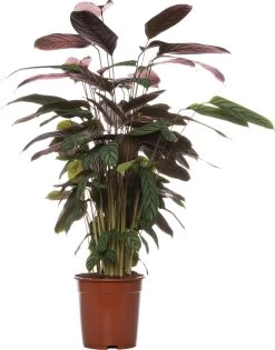 Calathea (Calathea Warscewiczii) D 21 H 100 Cm