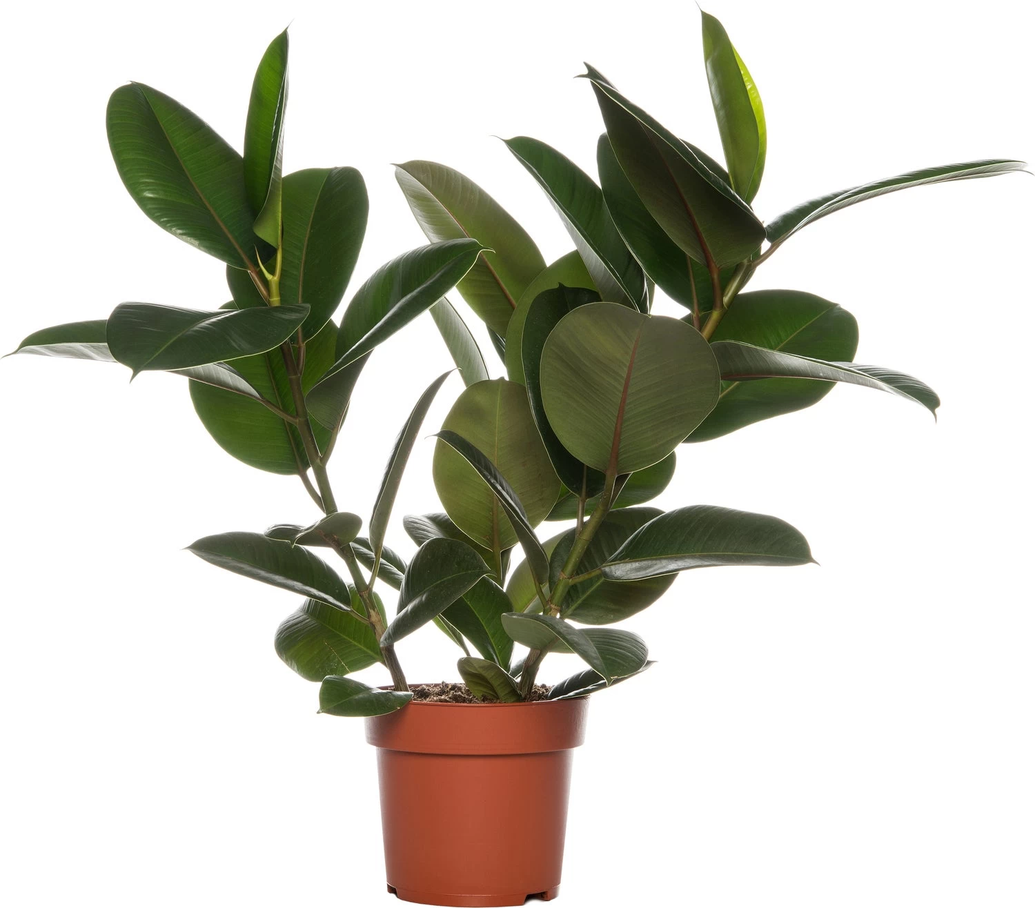 Rubberboom (Ficus Elastica 'Robusta') D 19 H 55 Cm 1 Rubberboom (Ficus Elastica 'Robusta') D 19 H 55 Cm